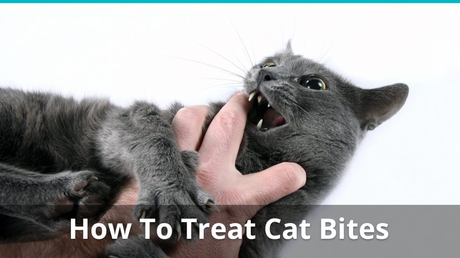 How to treat cat bites and scratches