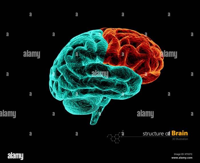 The Brains Frontal Lobe A Deep Dive