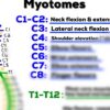 What is a Myotome A Deep Dive