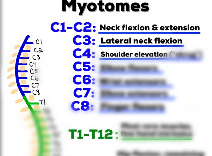 What is a Myotome A Deep Dive