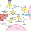 VLDL Understanding Very Low Density Lipoprotein