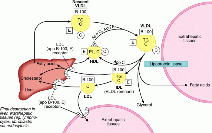 Very low density lipoprotein vldl