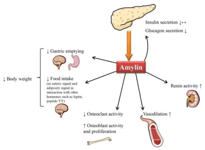 Novo Nordisk on LinkedIn: Discover the science to obesity for HCPs Amycretin novo nordisk obesity drug