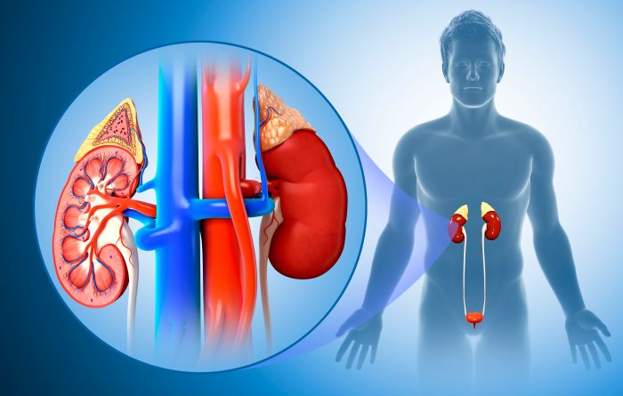 The Structure and Function of the Kidneys Can kidney stones cause uti