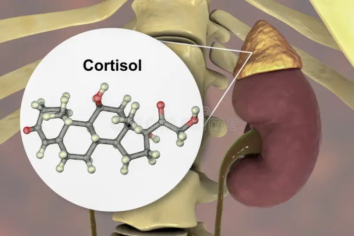 Cortisol test what to expect
