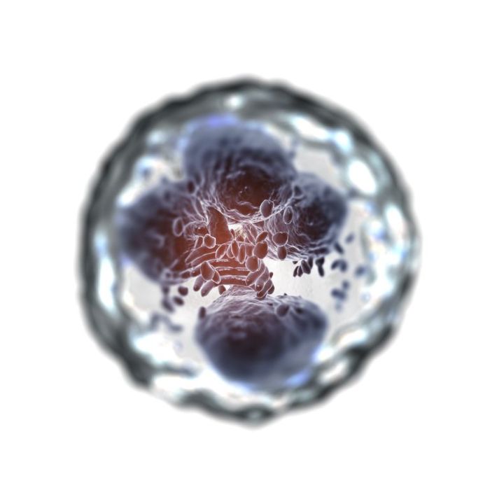 What are neutrophils p2