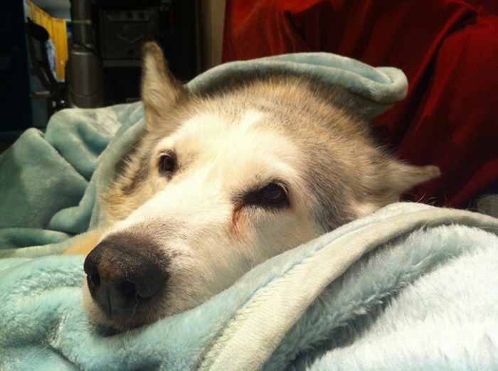 Can A Dog Live Without A Pancreas Can you live without your pancreas