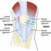 Patella Anatomy Function and Treatment A Deep Dive