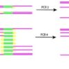 PCR vs Rapid Test for COVID-19 A Deep Dive