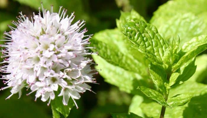 Peppermint Uses Dosage & More