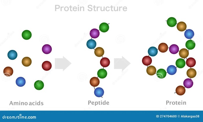 What is a peptide