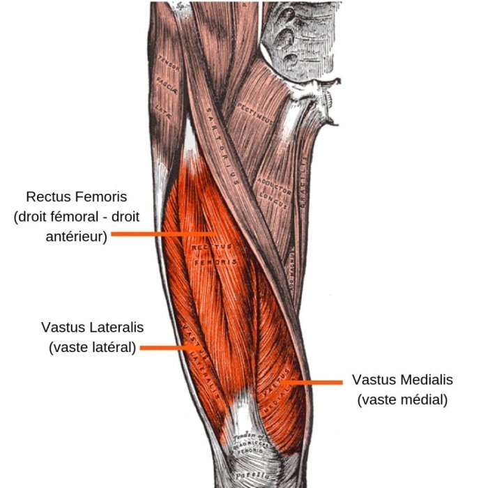 Étirements du quadriceps pour soulager le genou - Stretching Pro What are the quadriceps muscles