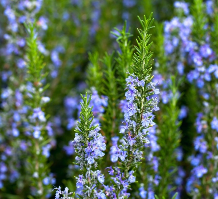 Rosemary oil hair growth
