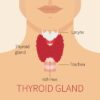 Thyroid Hormones Metabolism and Weight A Deep Dive