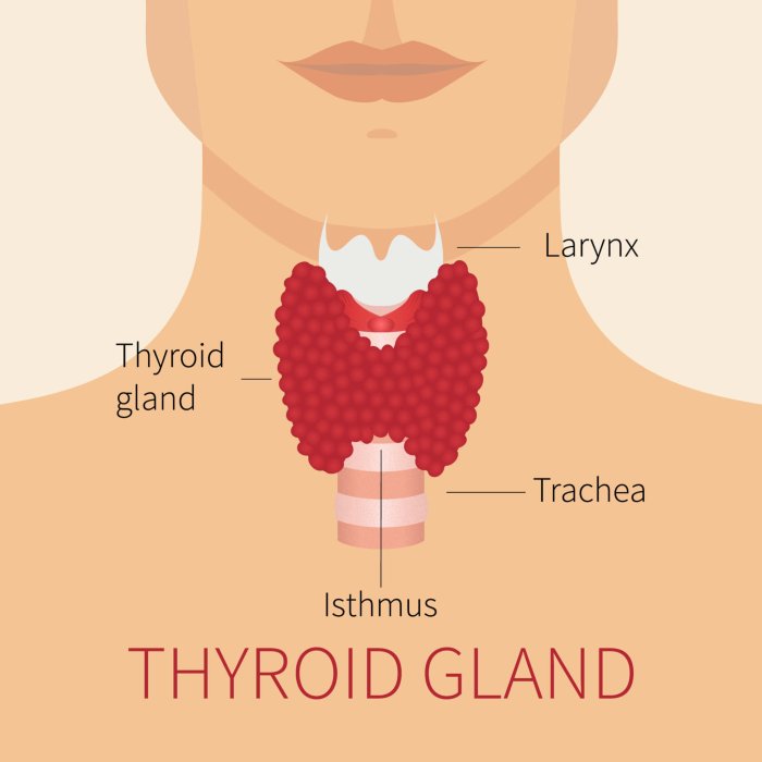 Thyroid Hormones Metabolism and Weight A Deep Dive