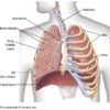 Maintenance Therapy for Lung Cancer A Deep Dive