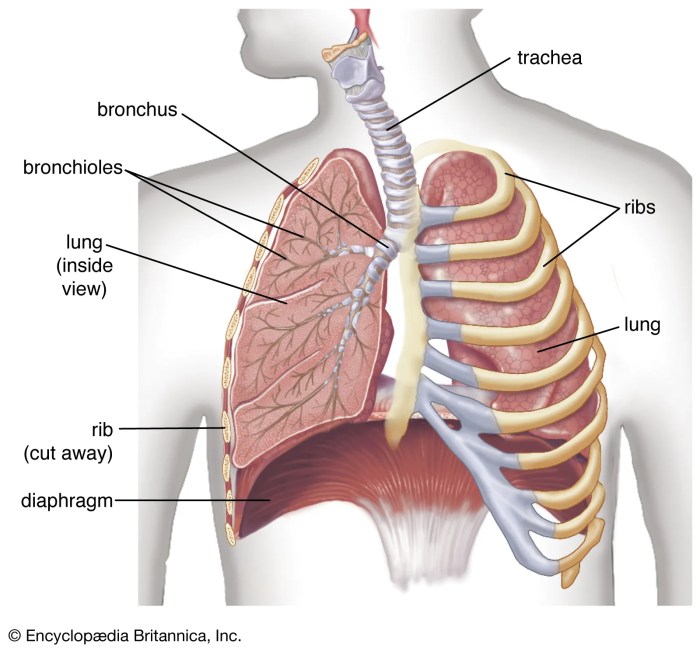 Maintenance Therapy for Lung Cancer A Deep Dive