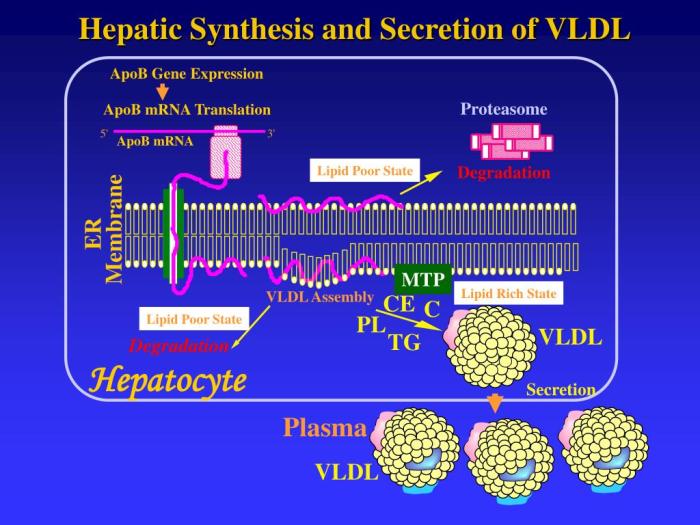 Very low density lipoprotein vldl