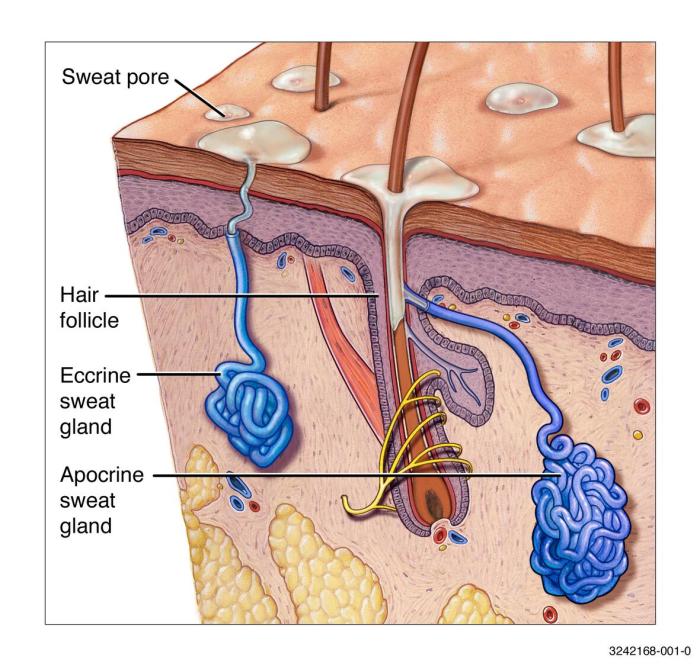 What Causes Heat Rash A Deep Dive