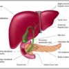 Gallbladder Anatomy, Function, and Treatment