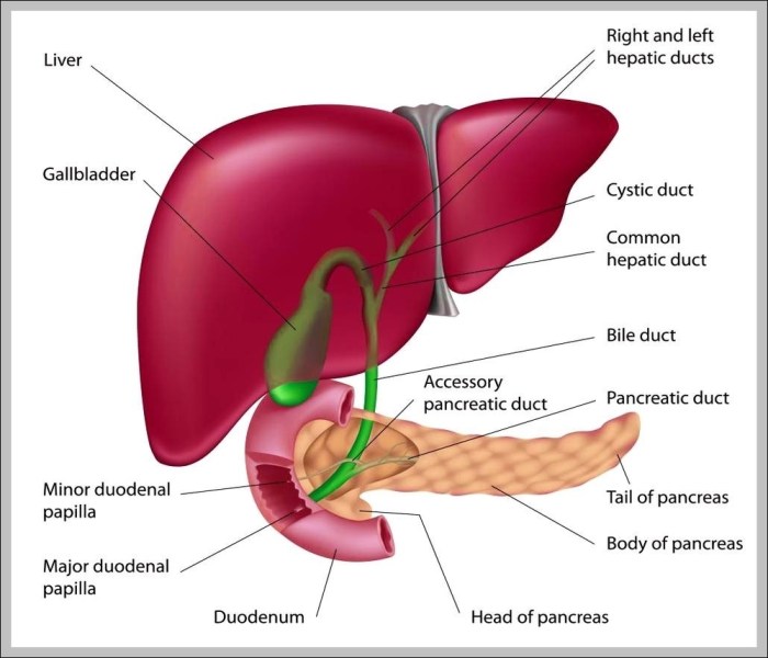 The gallbladder anatomy function and treatment