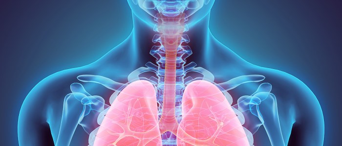 Chapter 23: Trachea anatomy Diagram | Quizlet Trachea function and conditions and diagram