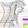 Trachea Function and Conditions and Diagram A Deep Dive