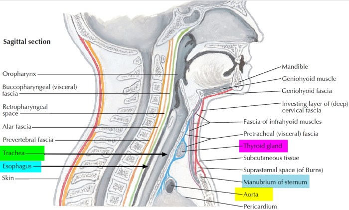Trachea function and conditions and diagram