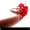 Blood Flow Through the Heart A Deep Dive