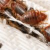 What Causes Bed Bugs A Deep Dive