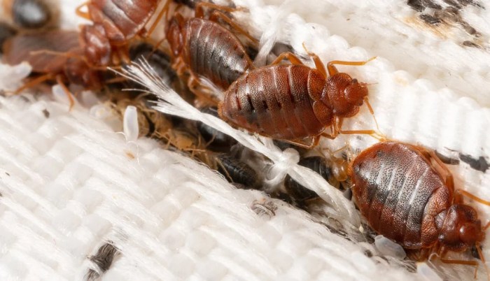 What Causes Bed Bugs A Deep Dive