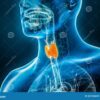 Thyroid Disease Dry Mouth A Deep Dive