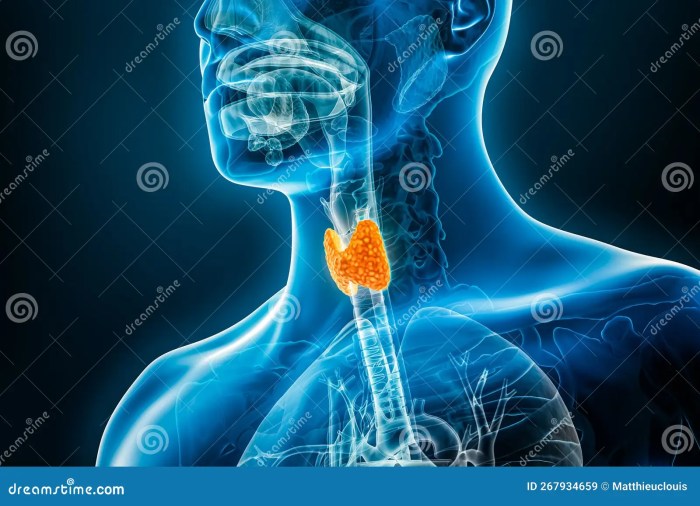 Thyroid hormones metabolism and weight