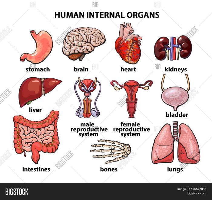 Internal jugular vein anatomy