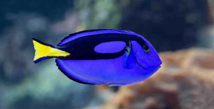 Fish oil supplements afib risk