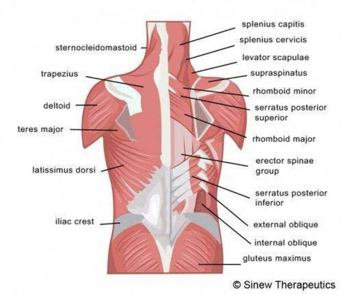 Pictures Of Back Muscles Back pain as a symptom of lung cancer