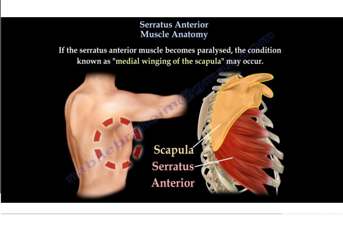 Serratus anterior muscle anatomy