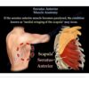 Serratus Anterior Muscle Anatomy A Deep Dive