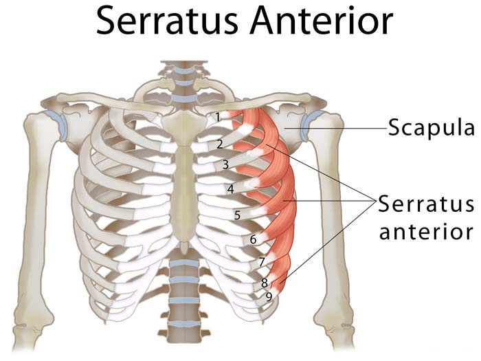 Serratus anterior muscle anatomy