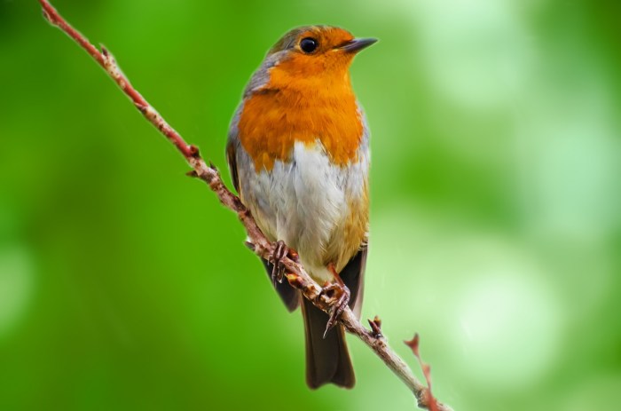 How does bird flu spread to humans