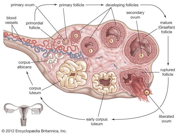 Things to know about your ovaries and ovulation