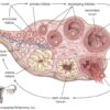 Things to Know About Your Ovaries and Ovulation