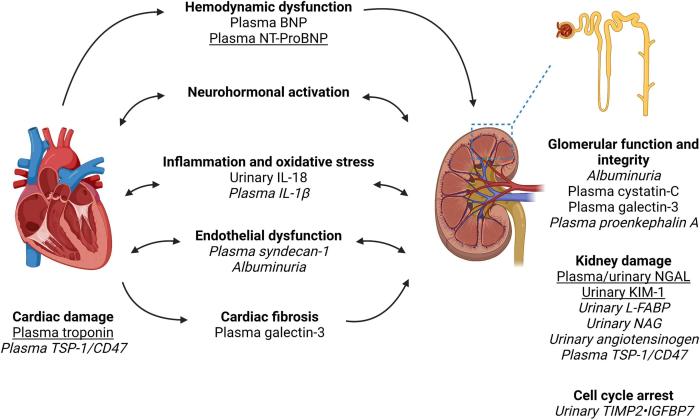 Frontiers | Biomarkers in Cardiorenal Syndrome and Potential Insights ... All about cardiorenal syndrome