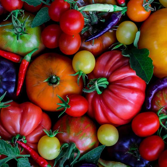 Are nightshades bad for arthritis