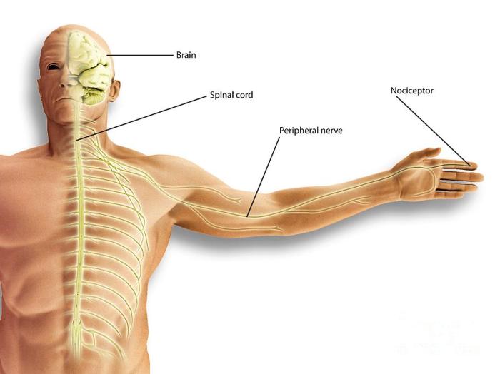 What is nociceptive pain