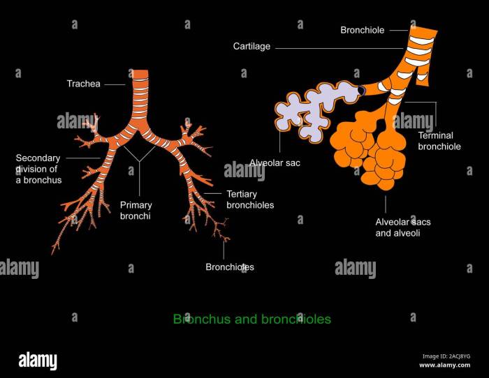 What is the bronchus structure function and conditions