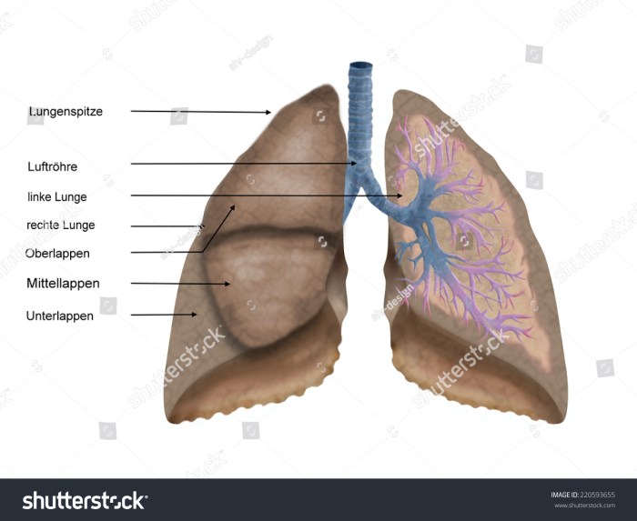 What is the bronchus structure function and conditions