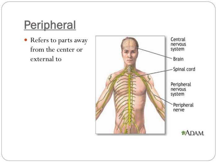 PPT - Dissection Terminology PowerPoint Presentation, free download ... Peripheral neuropathy and ms